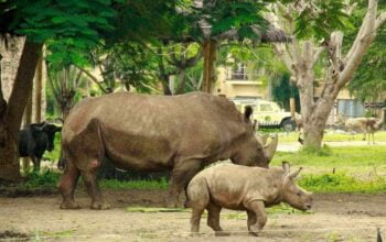 Bali Rhino Packages