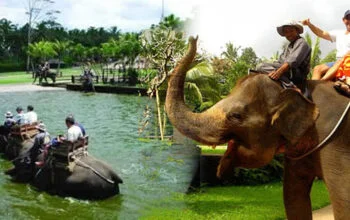 Bali Elephant Ride Dan Kintamani Tour| Bali Elephant Ride Dan Tanah Lot Tour| Bali bakas elephant ride