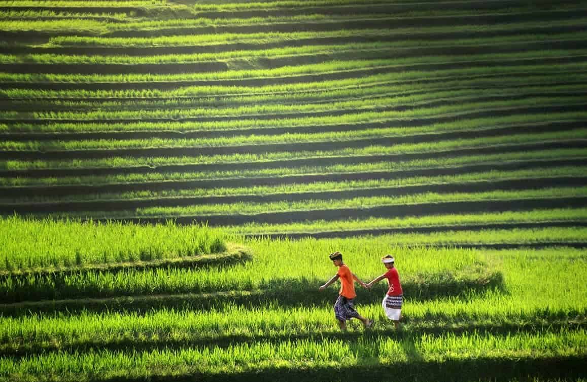 Sawah Pupuan Bali