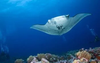 Snorkeling Di Manta Bay Nusa Penida Salah 1 Spot Terbaik